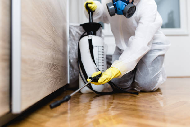Wasp Removal Services in South Plainfield, NJ