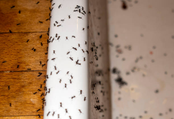 Professional Pest Control in South Plainfield, NJ